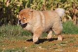 CHOW CHOW 265